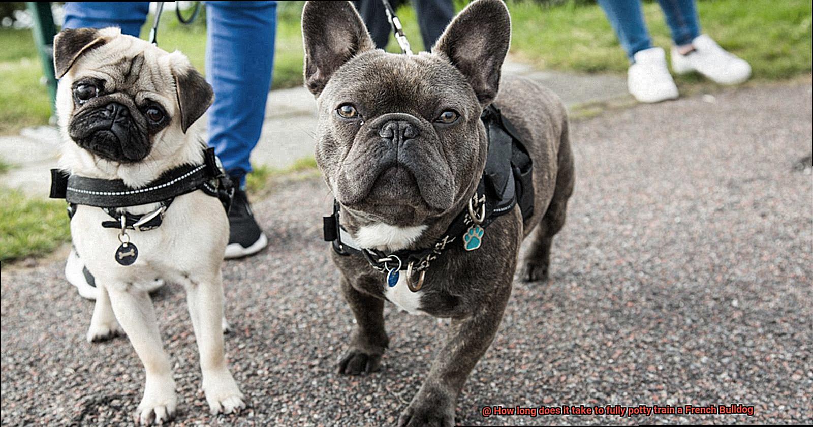 How long does it take to fully potty train a French Bulldog-2