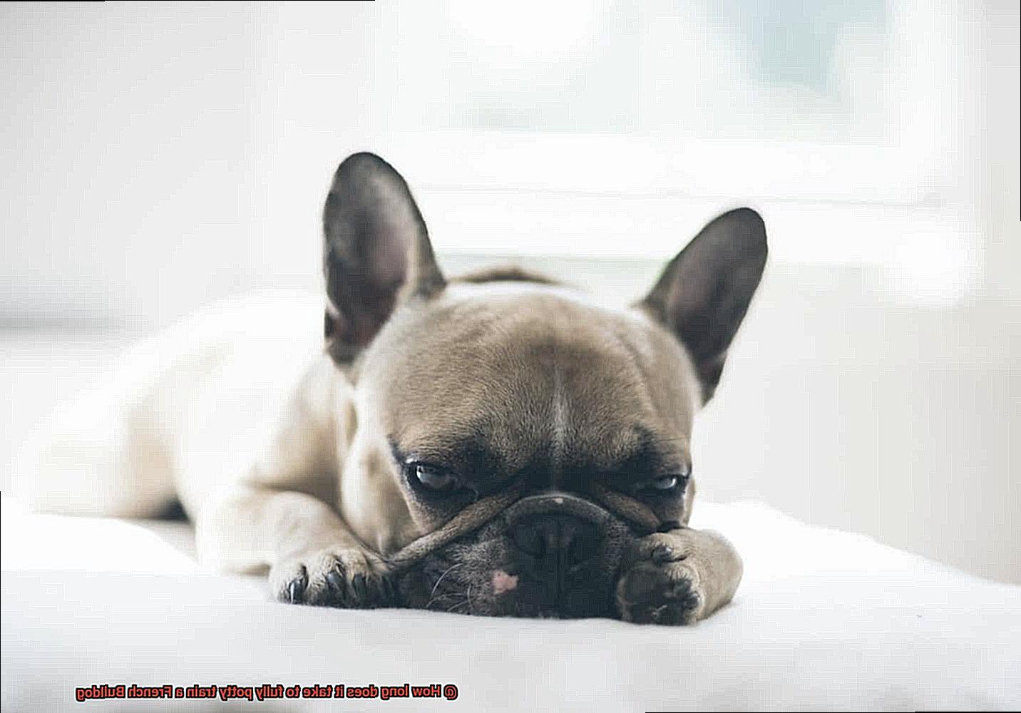 How long does it take to fully potty train a French Bulldog-13