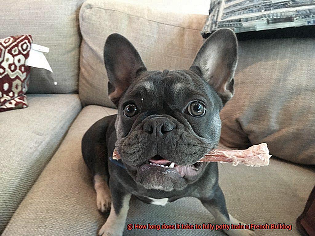 How long does it take to fully potty train a French Bulldog-5