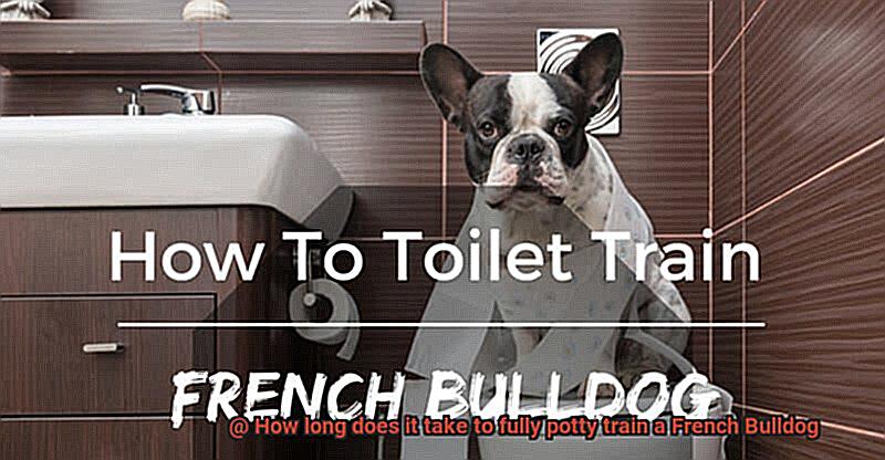 How long does it take to fully potty train a French Bulldog-6