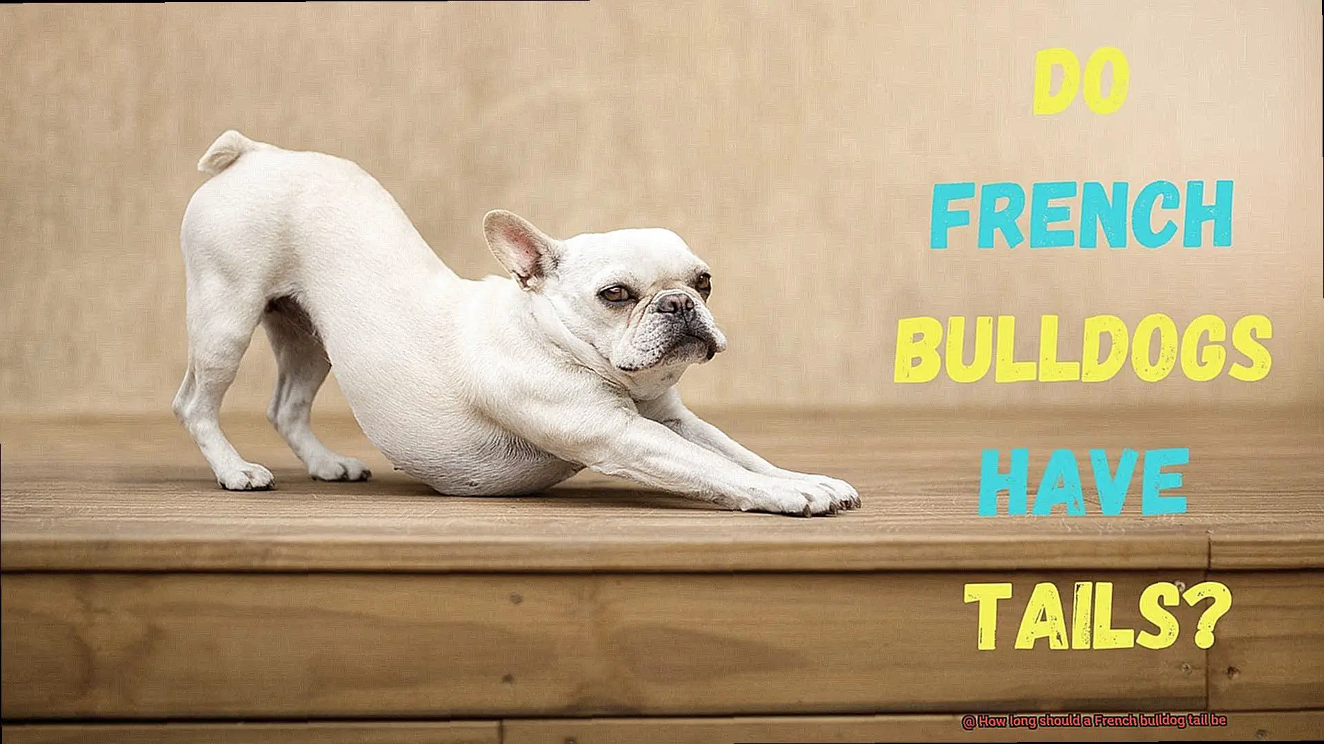 How long should a French bulldog tail be-3