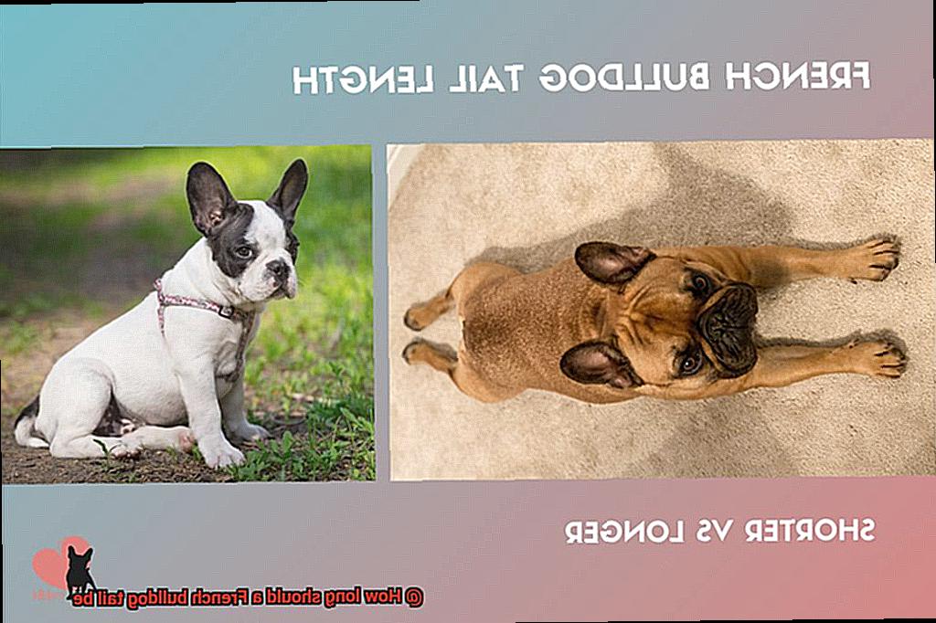 How long should a French bulldog tail be-4
