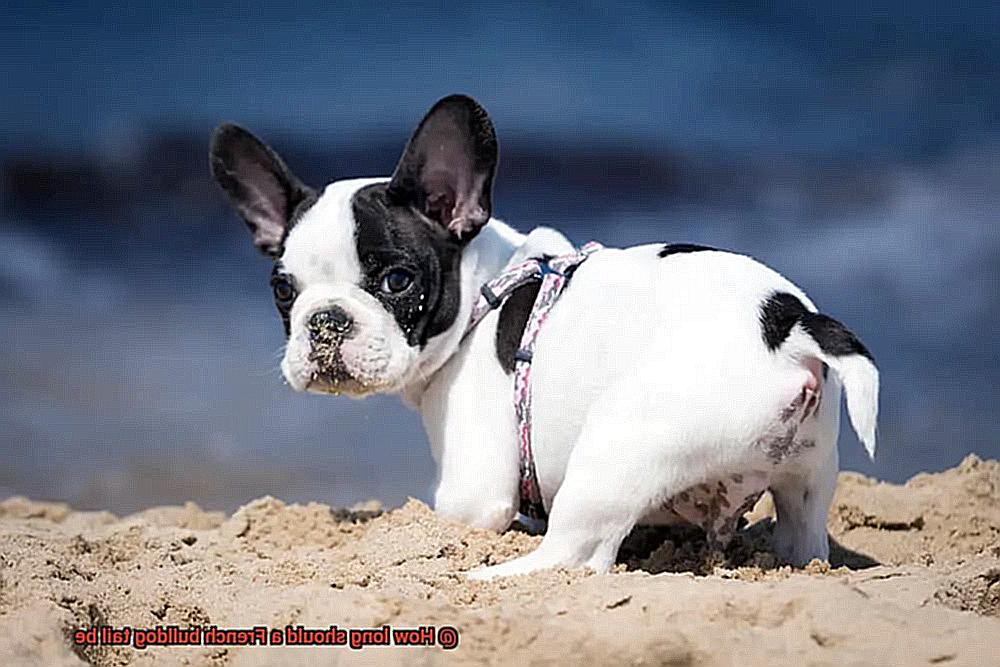 How long should a French bulldog tail be-2