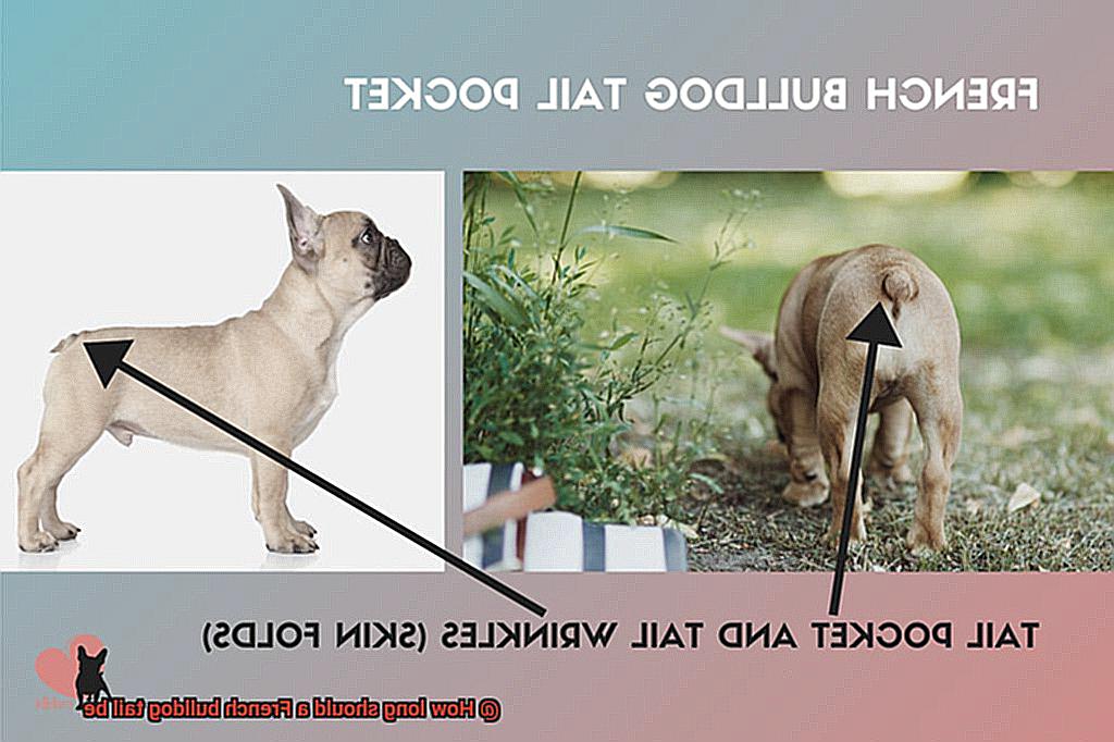 How long should a French bulldog tail be-6