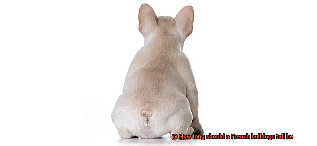 How long should a French bulldogs tail be-3