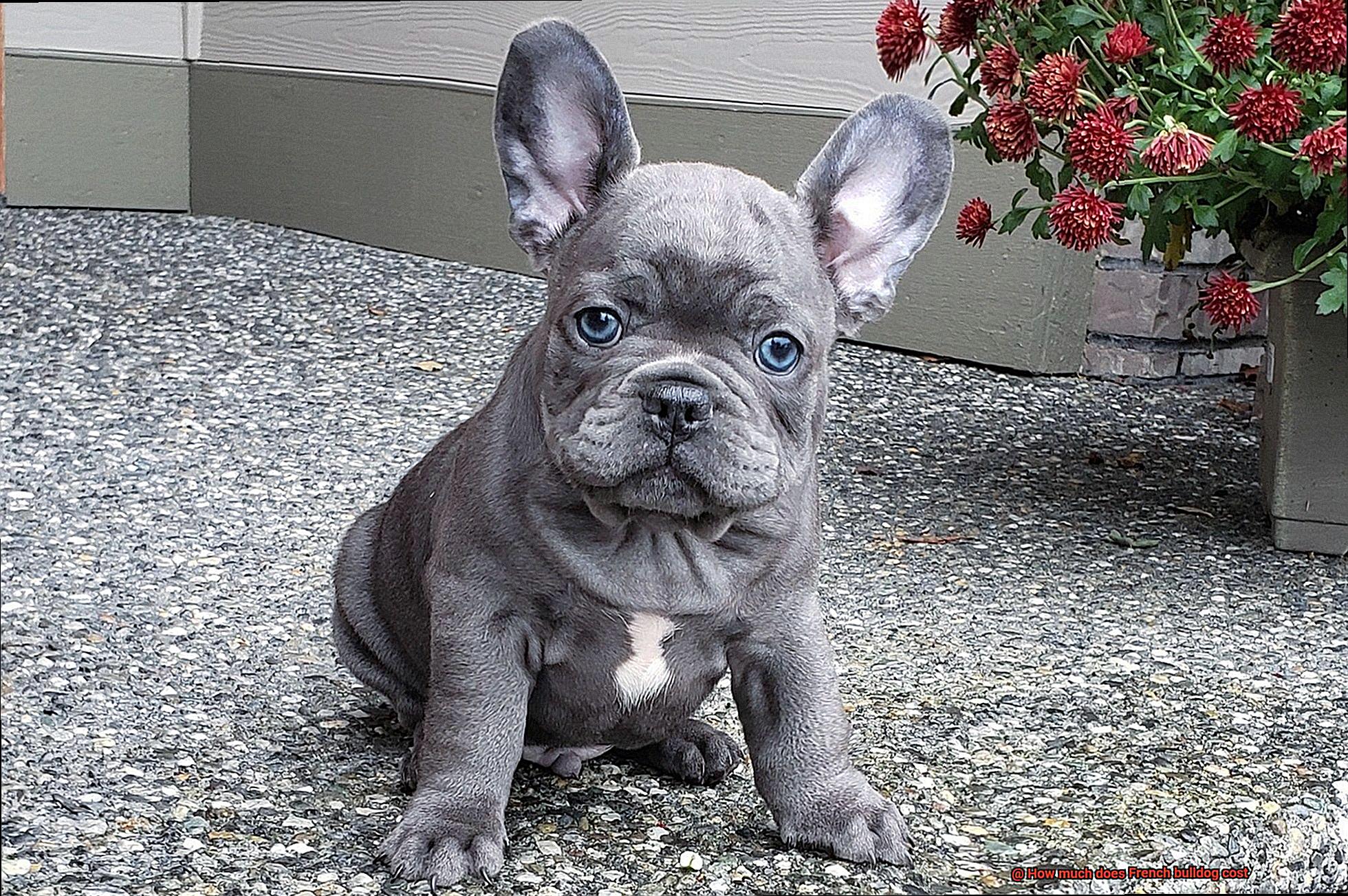 How much does French bulldog cost-5