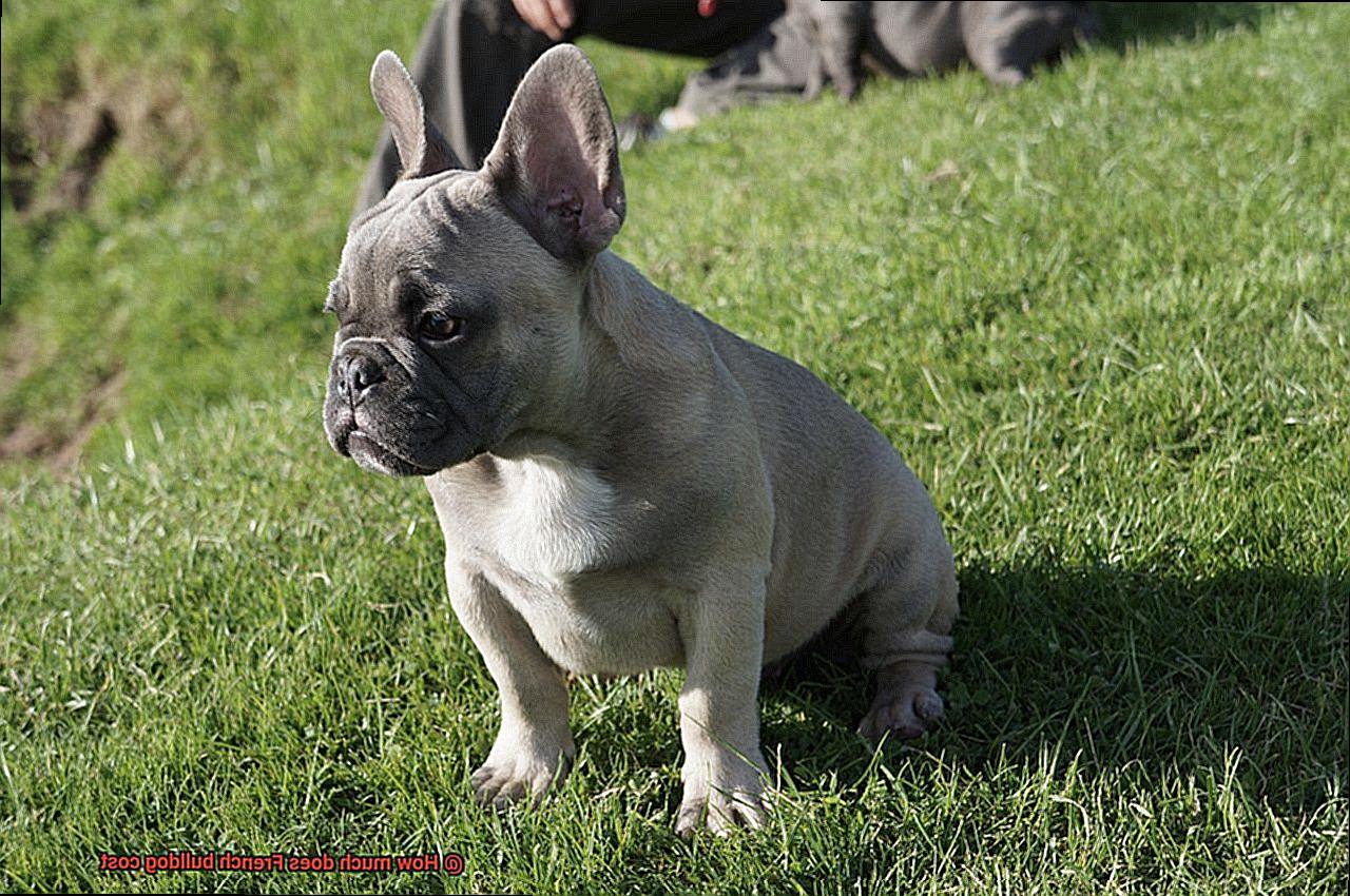 How much does French bulldog cost-10