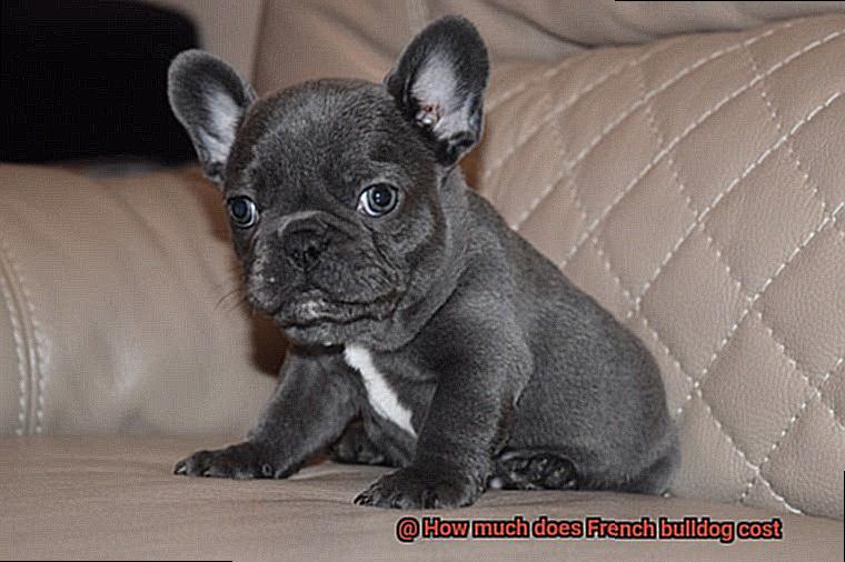 How much does French bulldog cost-8