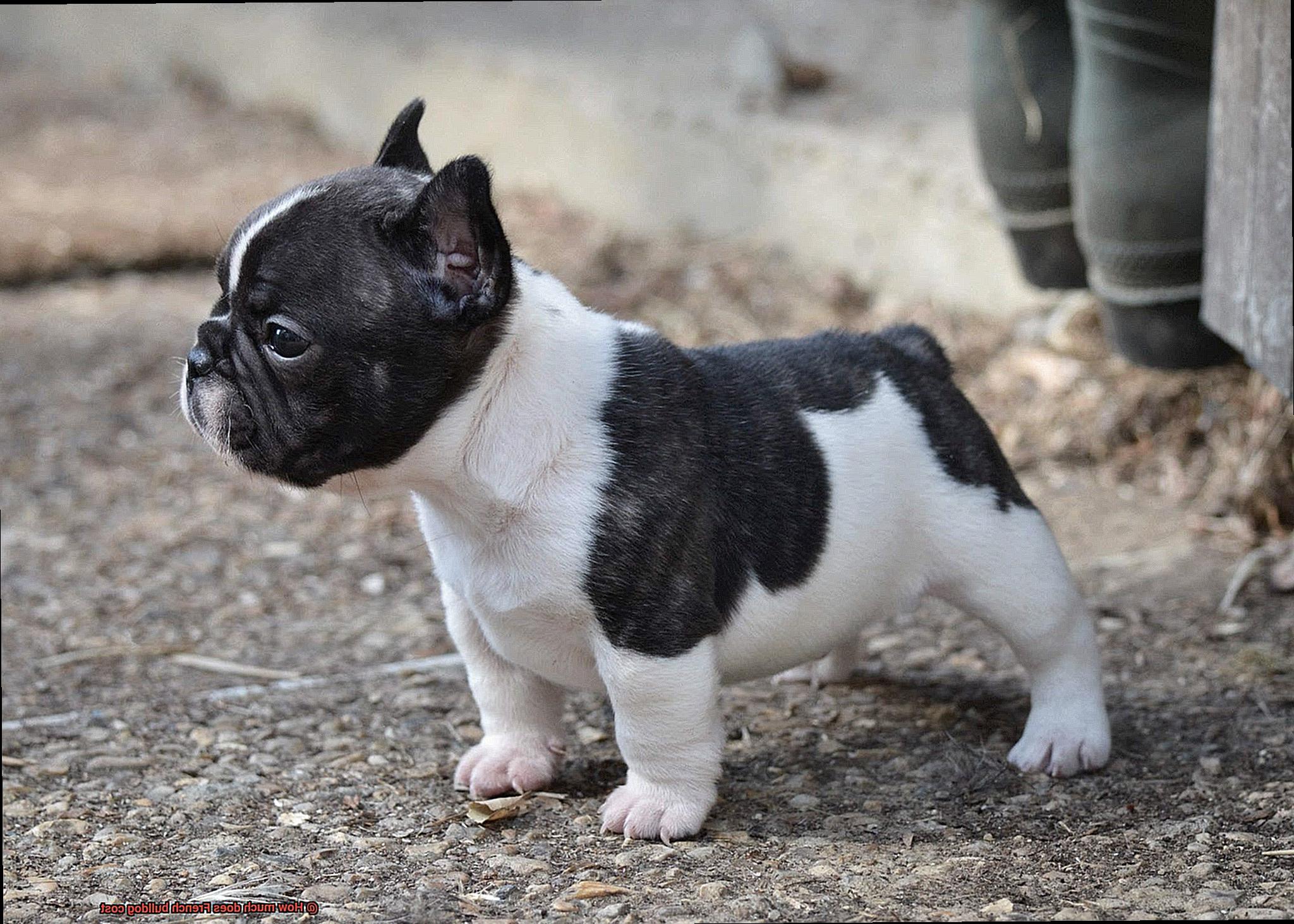 How much does French bulldog cost-9