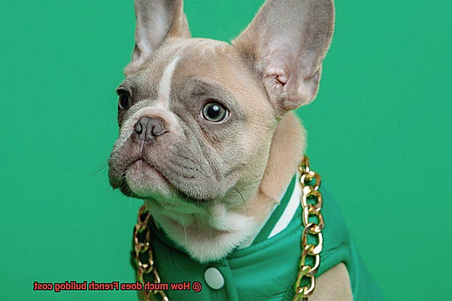 How much does French bulldog cost-3