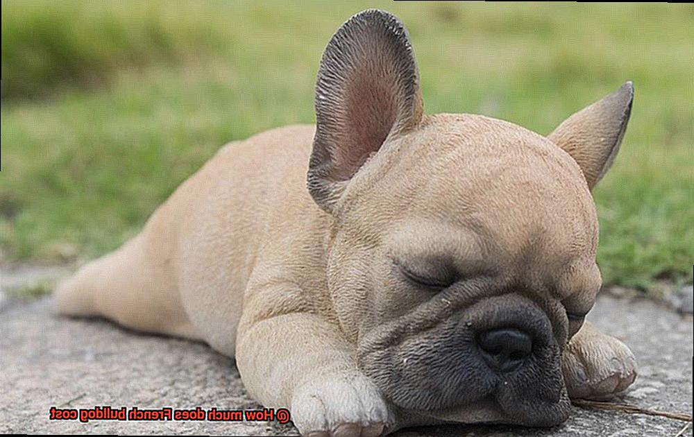How much does French bulldog cost-2