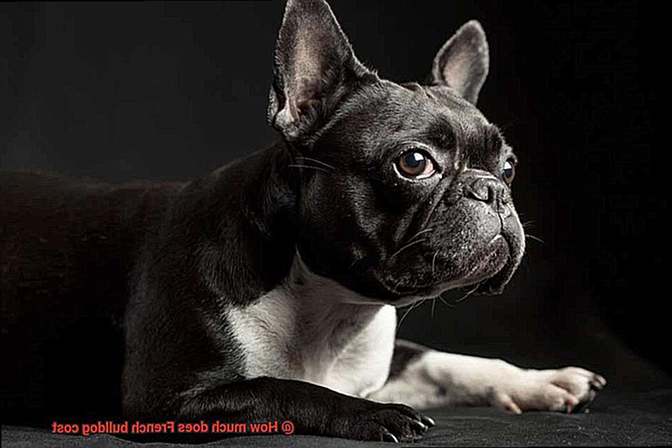 How much does French bulldog cost-6