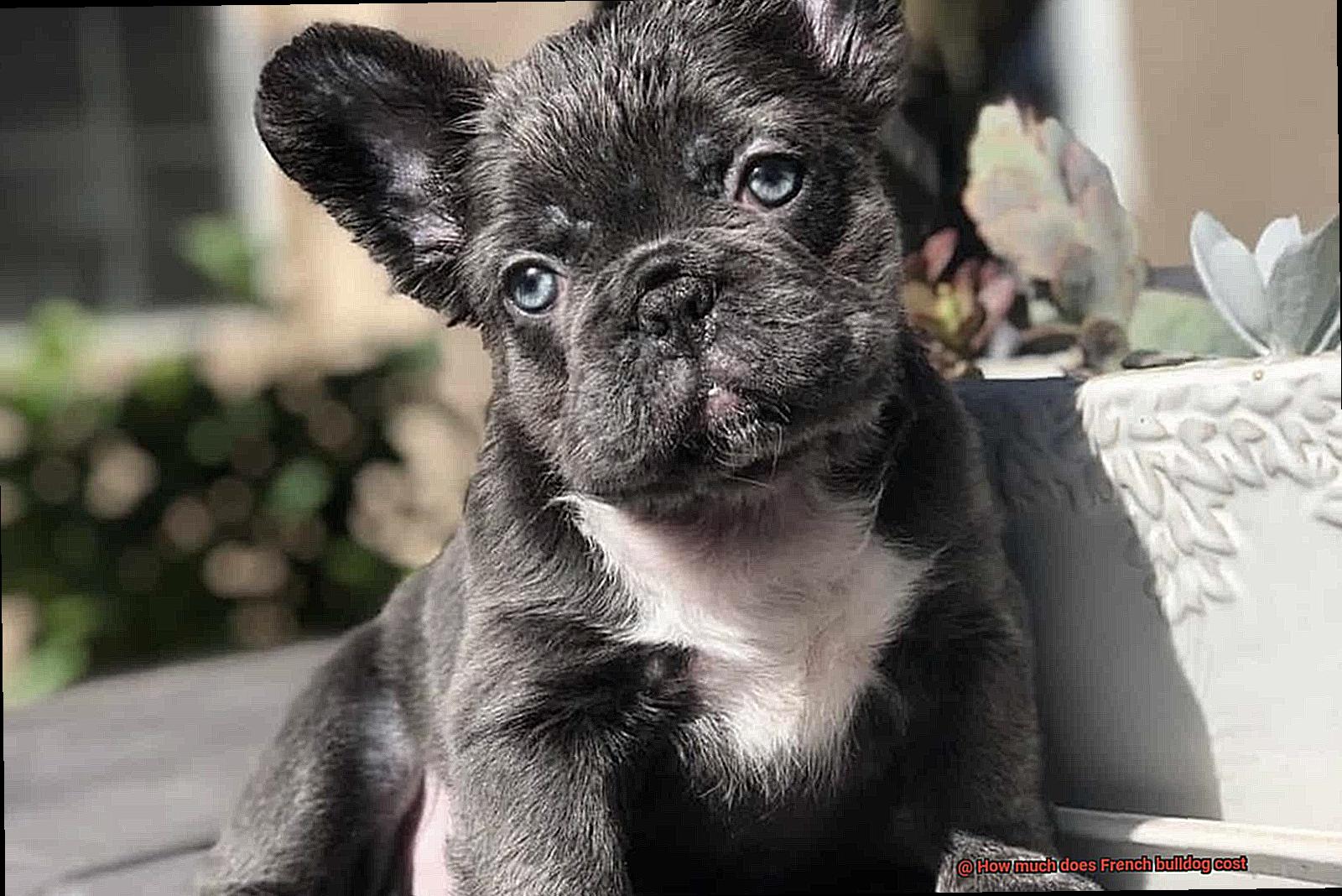 How much does French bulldog cost-7