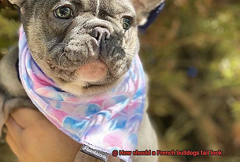 How should a French bulldogs tail look-6