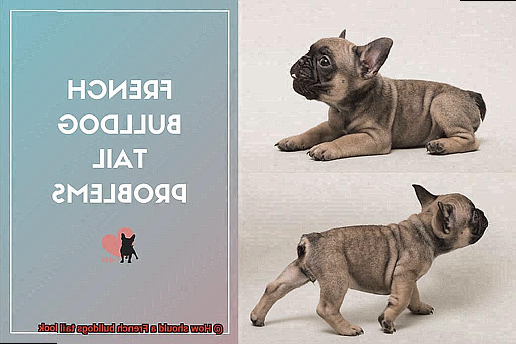 How should a French bulldogs tail look-7