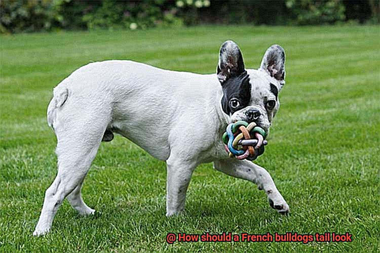 How should a French bulldogs tail look-8