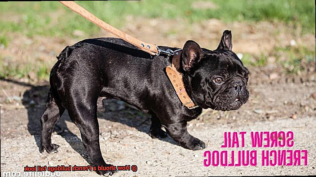 How should a French bulldogs tail look-2