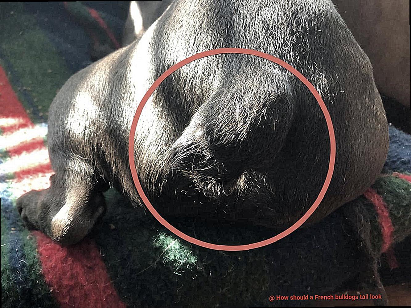 How should a French bulldogs tail look-5