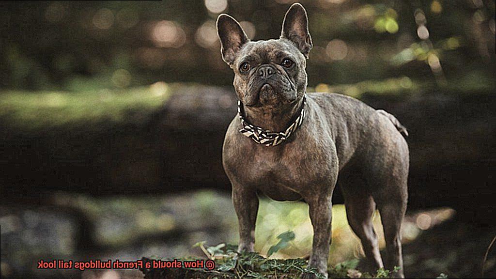 How should a French bulldogs tail look-3