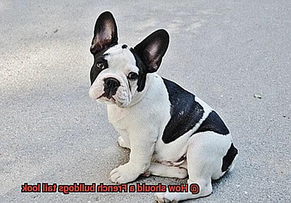 How should a French bulldogs tail look-9