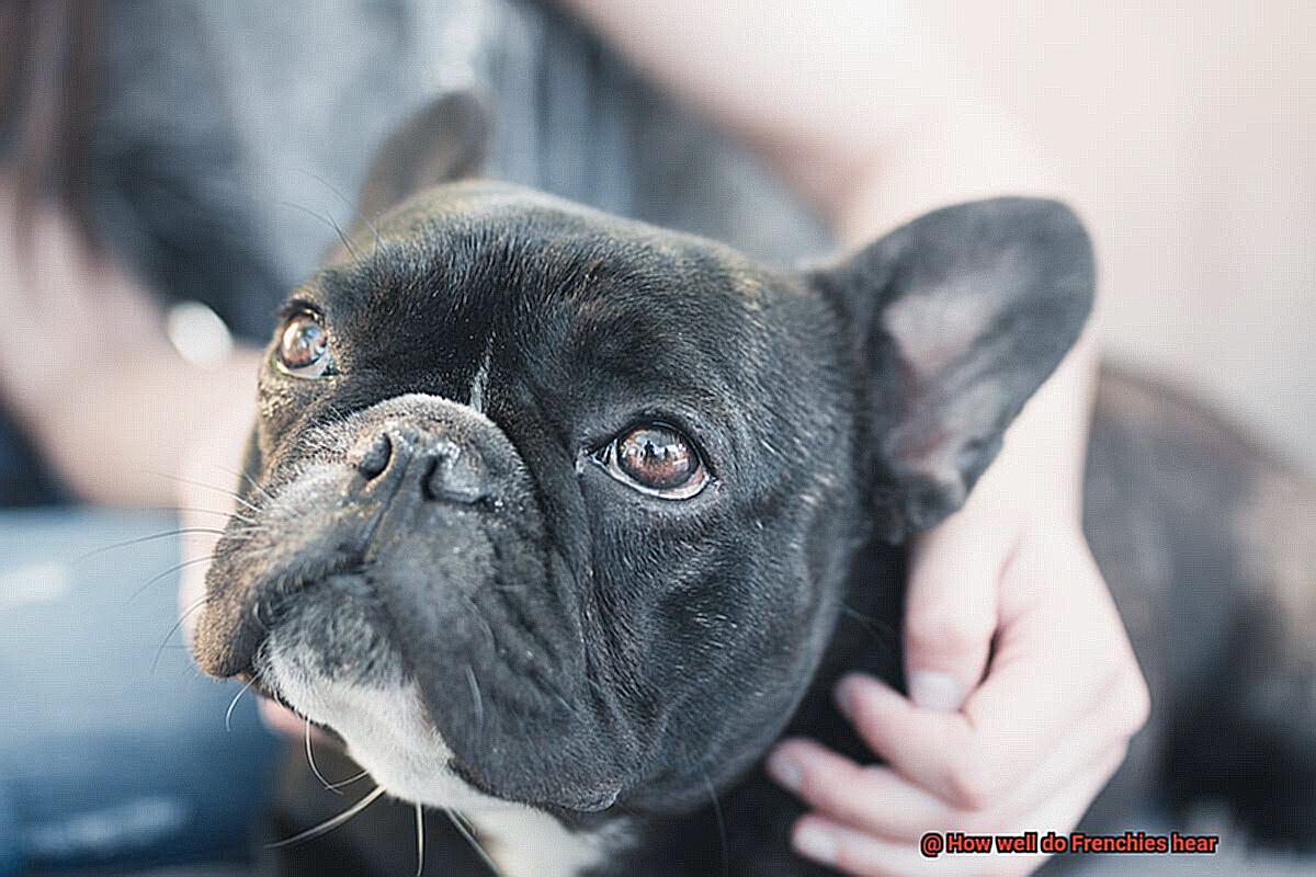 How well do Frenchies hear-8