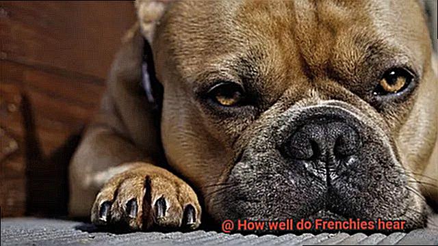 How well do Frenchies hear-2