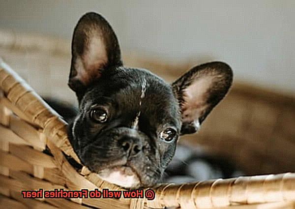 How well do Frenchies hear-3