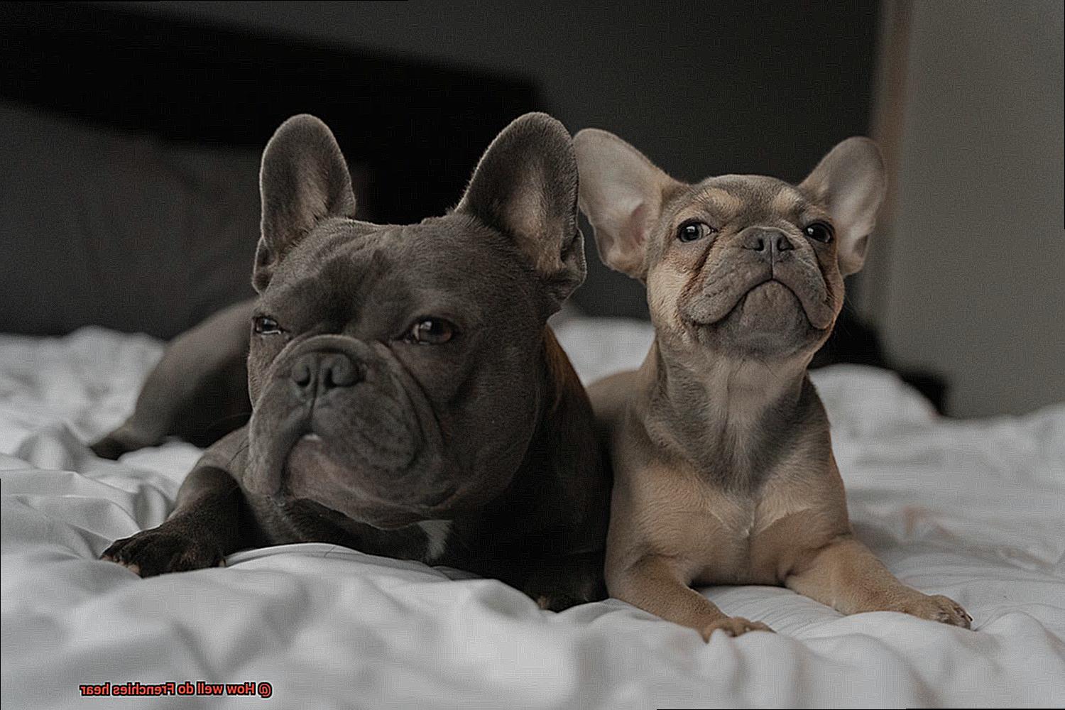 How well do Frenchies hear-5