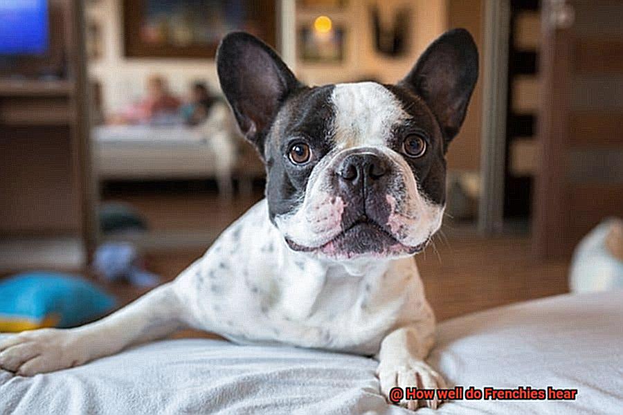 How well do Frenchies hear-7