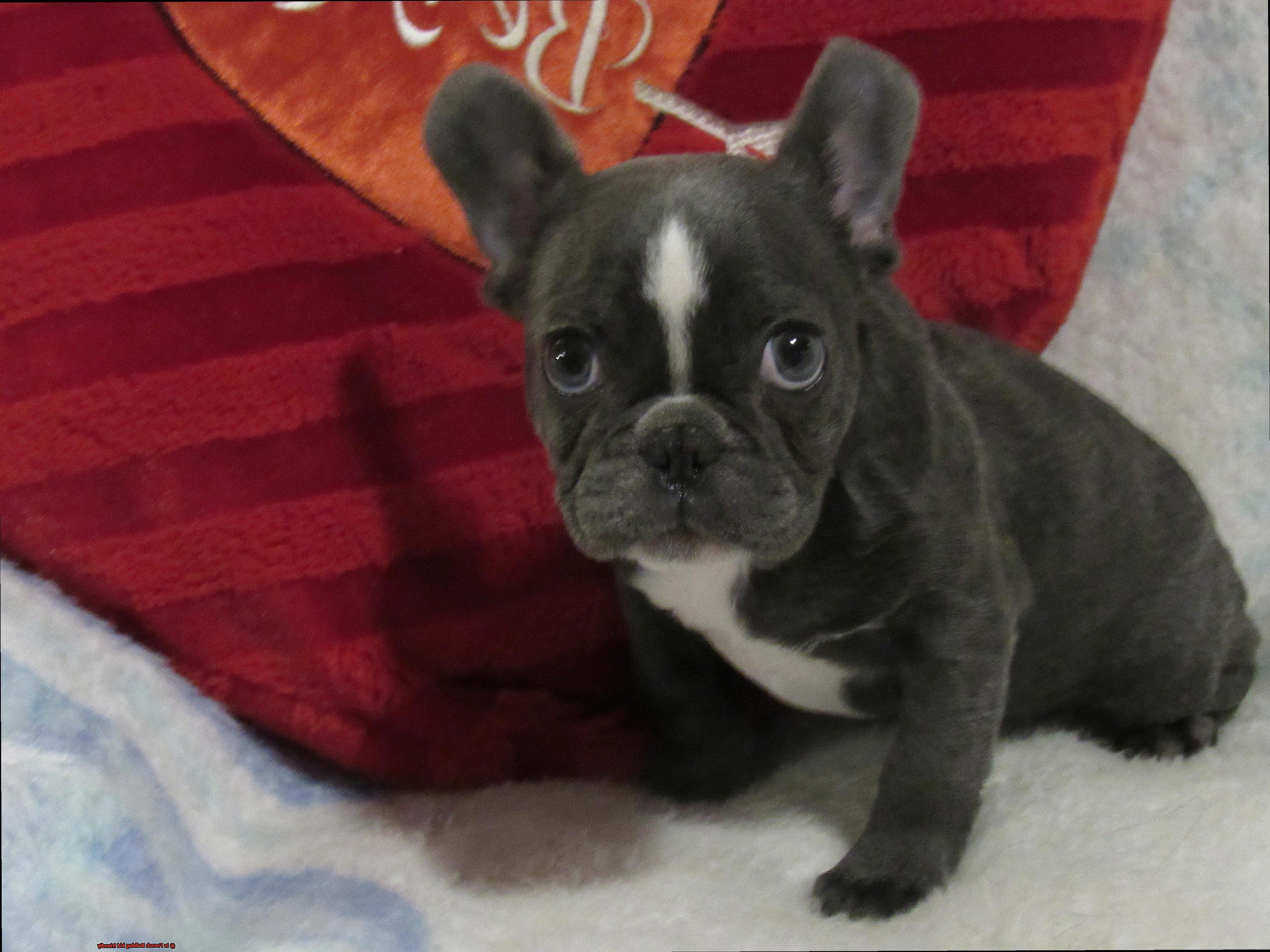 Is French Bulldog kid friendly-5