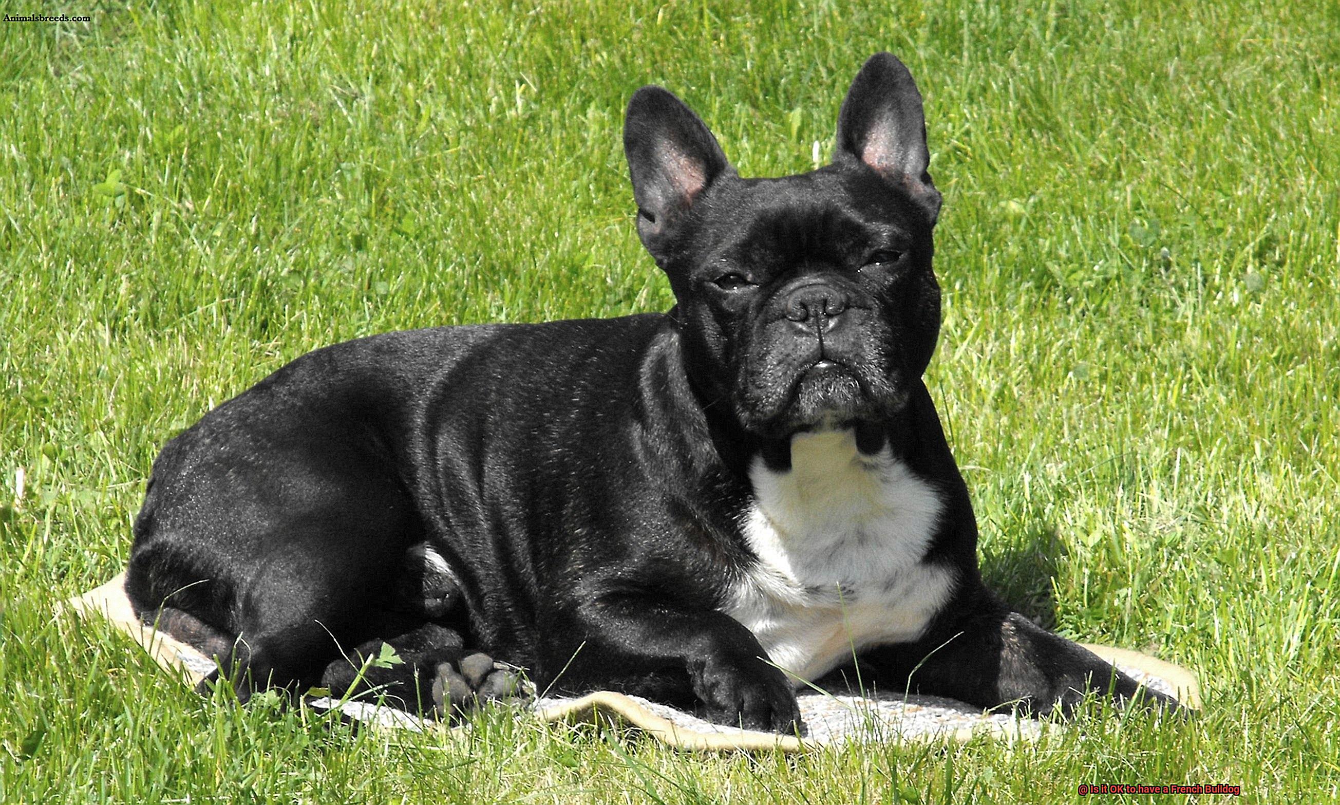 Is it OK to have a French Bulldog-12