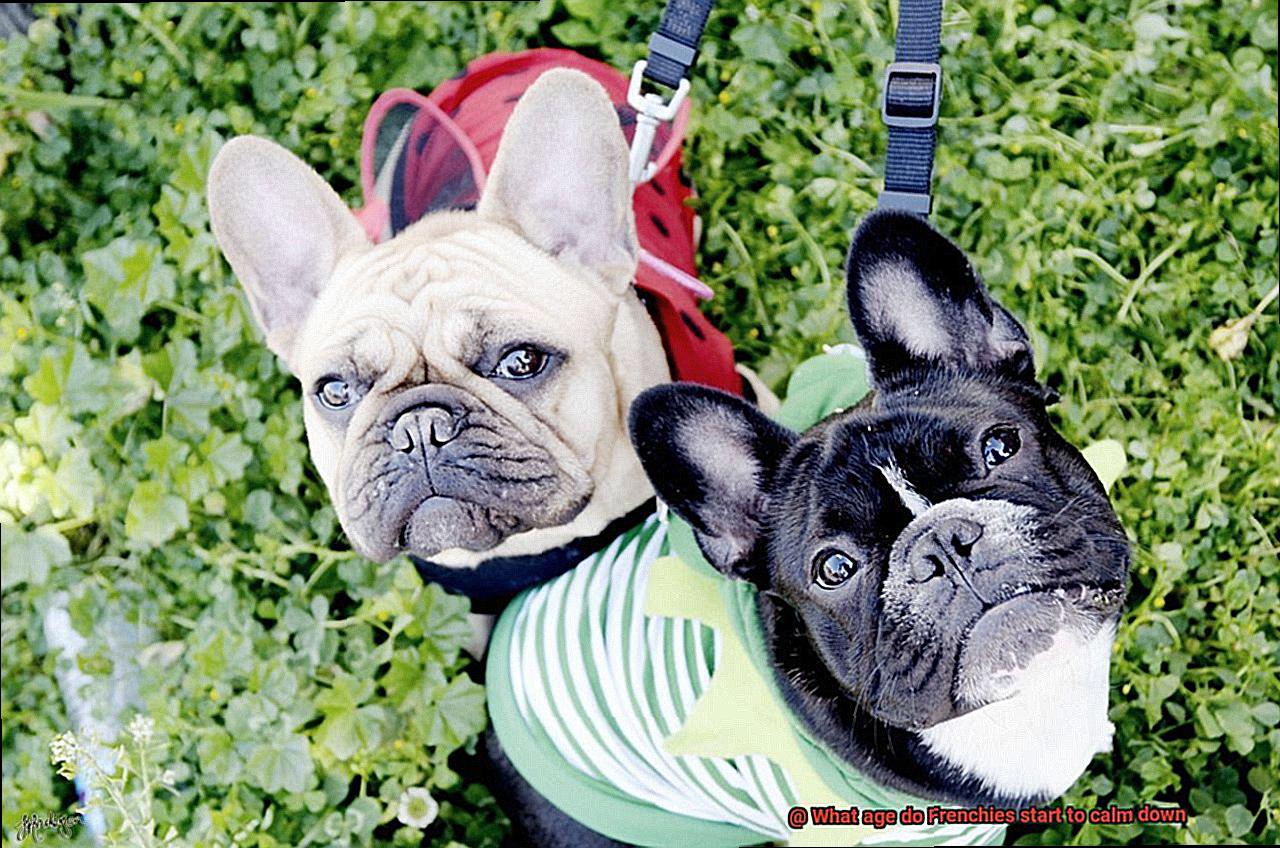 What age do Frenchies start to calm down-4