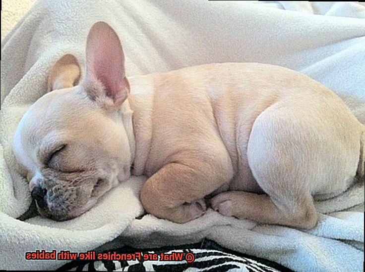 What are Frenchies like with babies-2