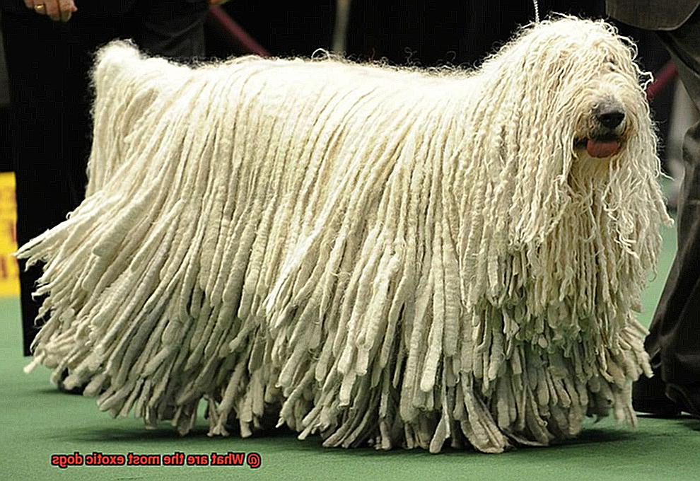 What are the most exotic dogs-5