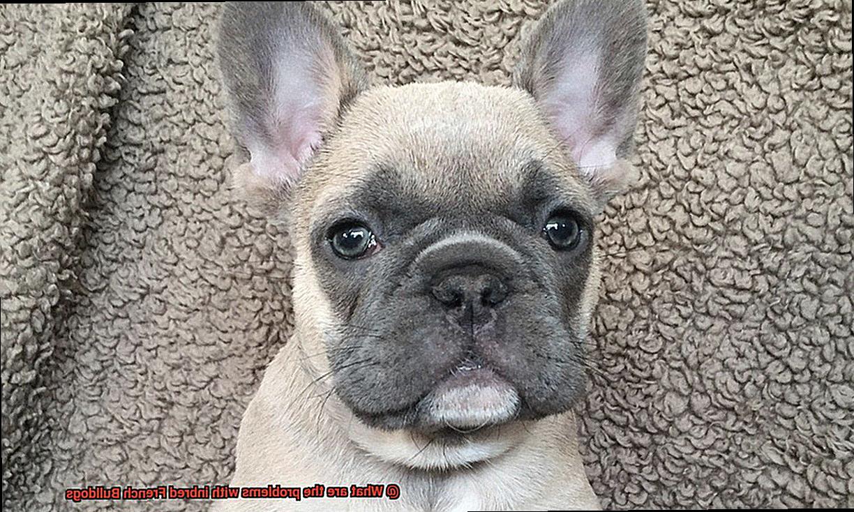 What are the problems with inbred French Bulldogs-9