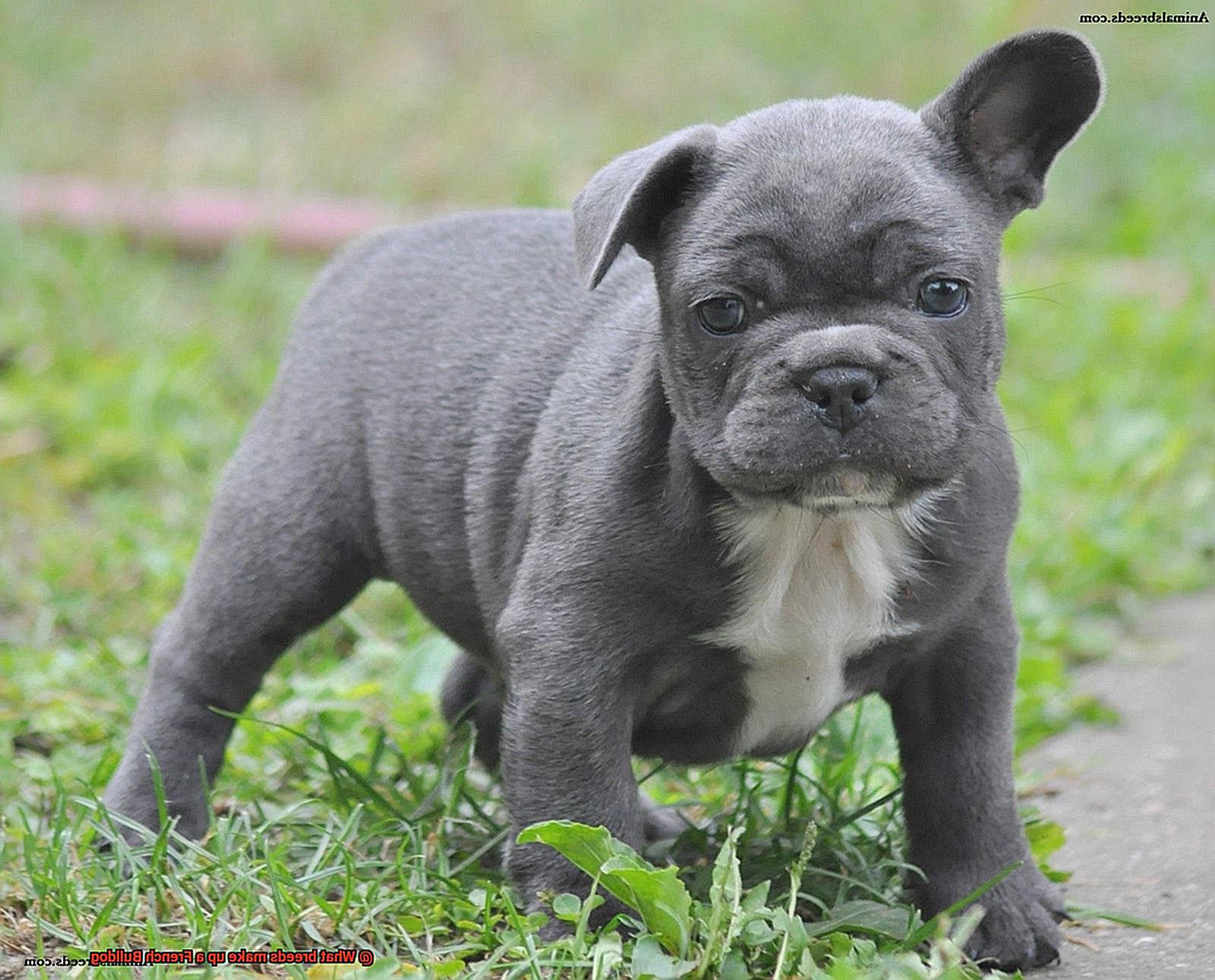 What breeds make up a French Bulldog-4