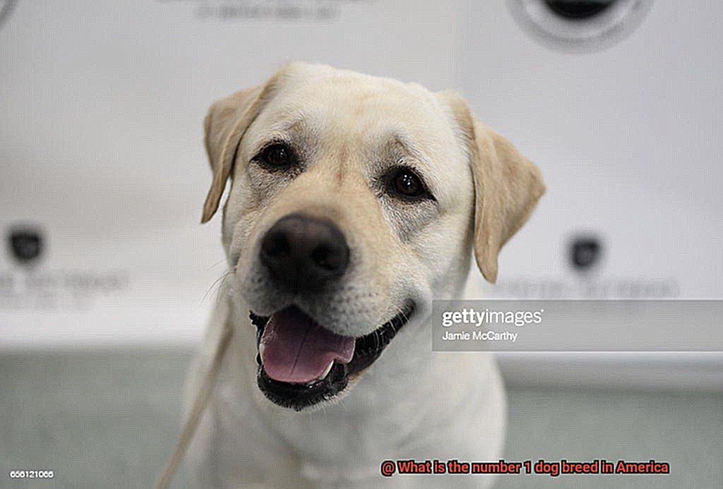 What is the number 1 dog breed in America-4