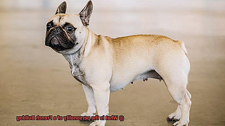 What is the personality of a French Bulldog-4