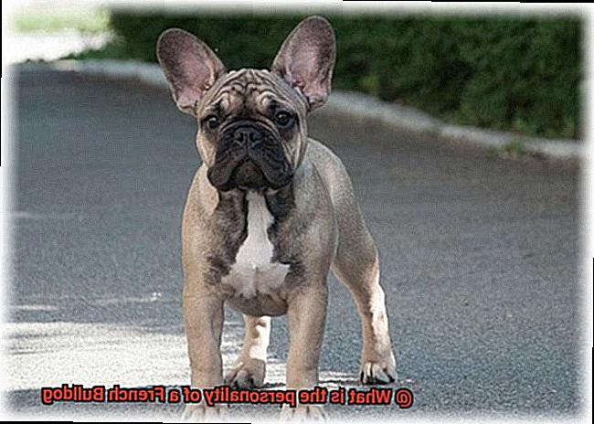 What is the personality of a French Bulldog-3