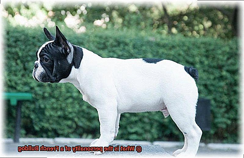 What is the personality of a French Bulldog-6