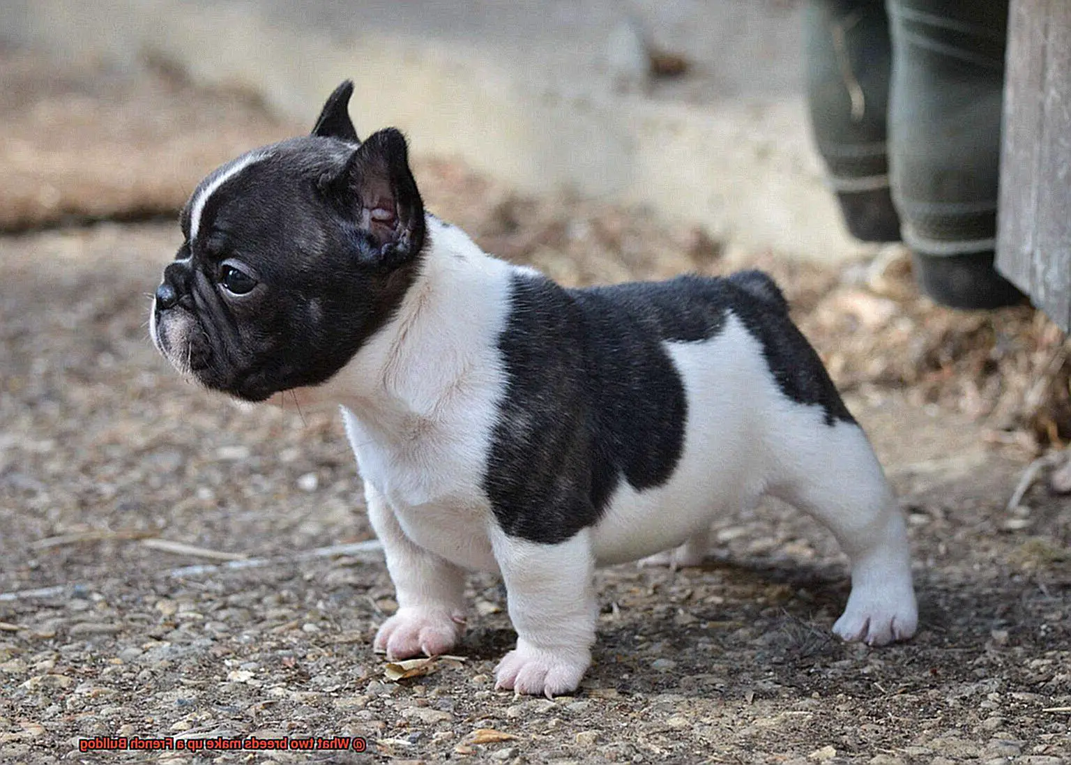 What two breeds make up a French Bulldog? – Allfrbulldogs.com