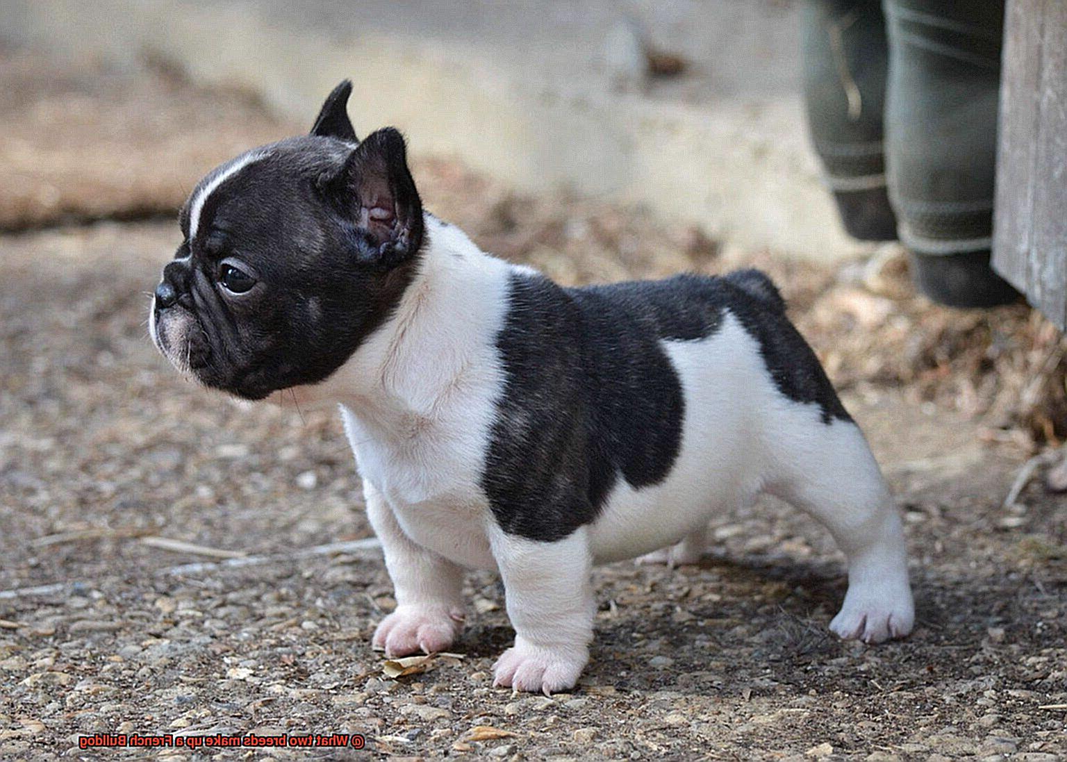 What two breeds make up a French Bulldog-6