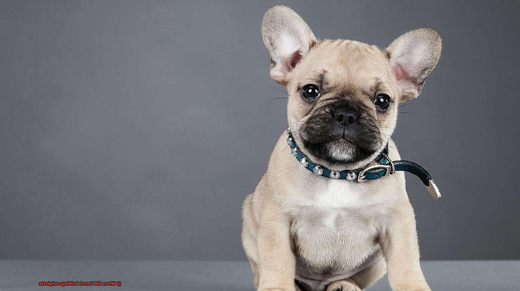 When did French bulldogs originate-2