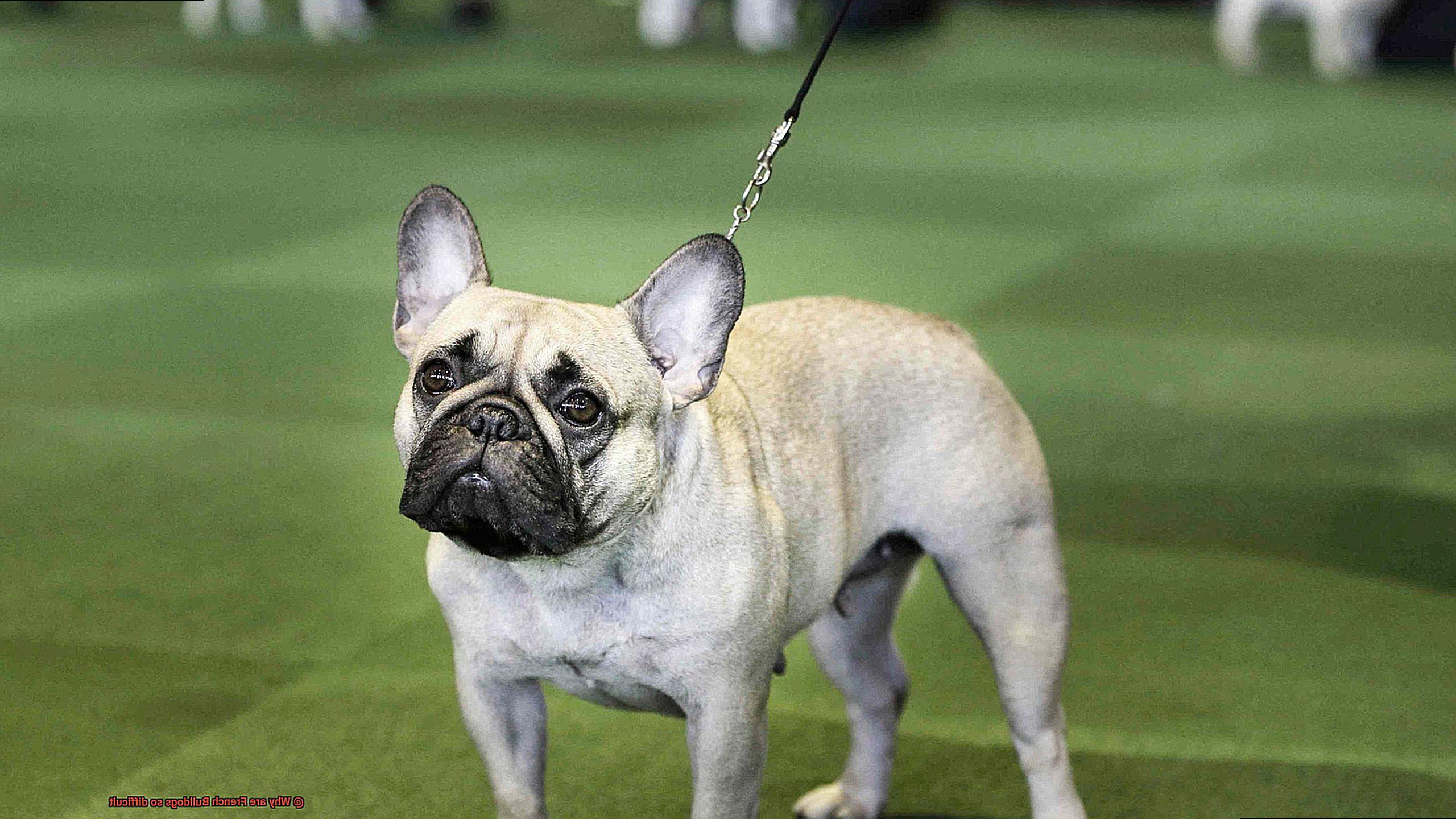 Why are French Bulldogs so difficult-3