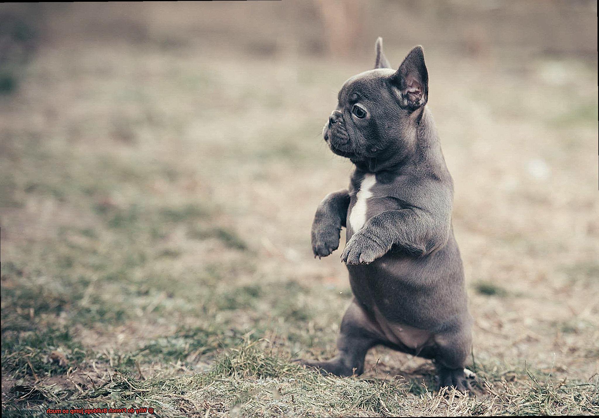 Why do French Bulldogs jump so much? – Allfrbulldogs.com