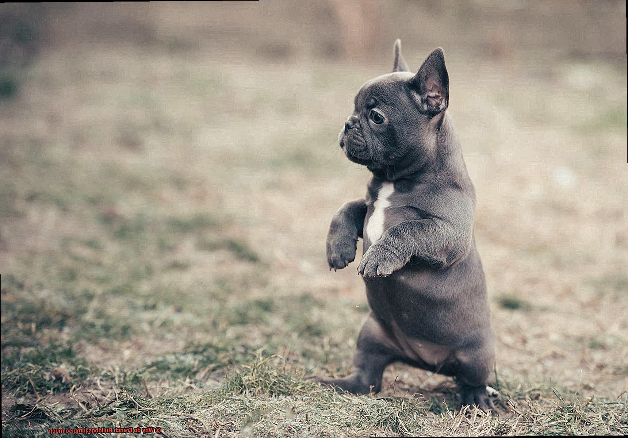 Why do French Bulldogs jump so much-14