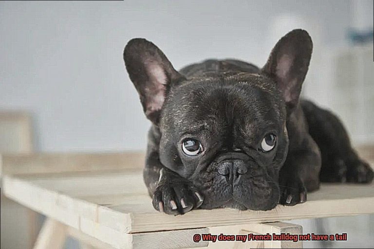 Why does my French bulldog not have a tail?