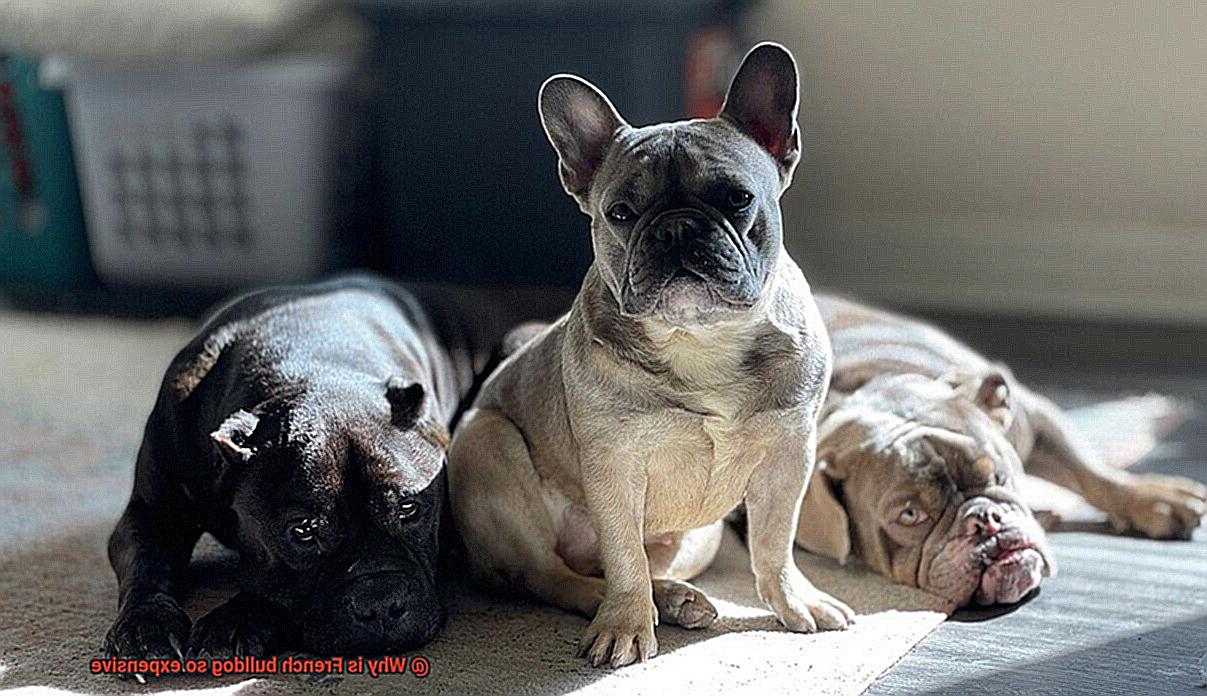 Why is French bulldog so expensive-3