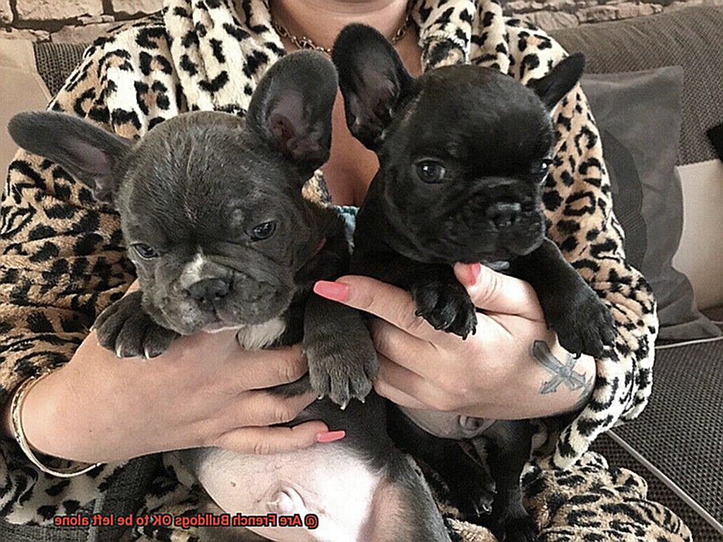 Are French Bulldogs OK to be left alone-7