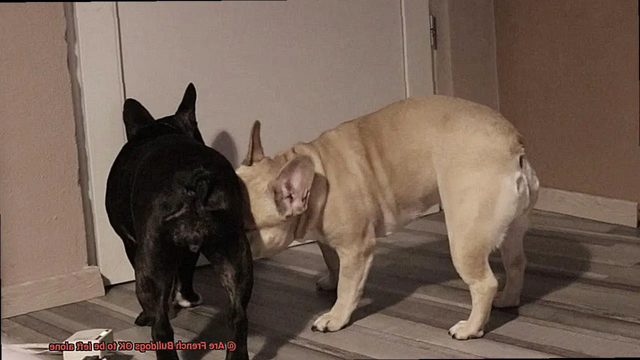 Are French Bulldogs OK to be left alone-4
